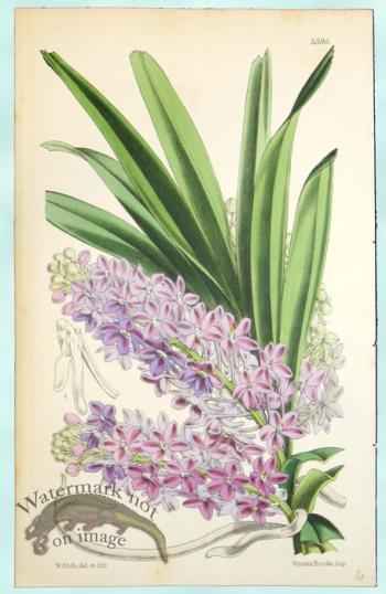 Curtis Orchids 30